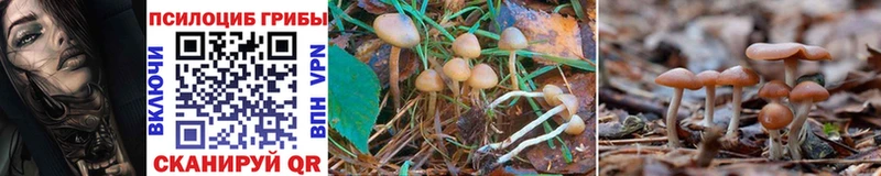 Псилоцибиновые грибы Cubensis  где продают   MEGA ONION  Лиски 